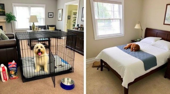 Crate Training: How to Properly Use a Crate to Train Your Dog